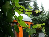 IMG 4704 resize
