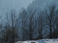 DSC 0333