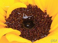 11Girasole