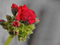 DSC 0002 (2)