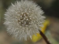 DSC 0009 (2)