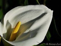 DSC 0043