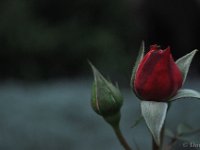 DSC 0396