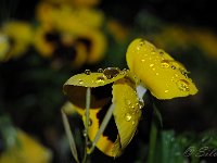 DSC 0470