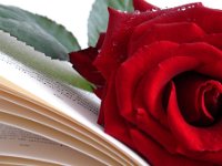 rosa rossa 2 113