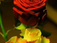 gian paolo2 macro