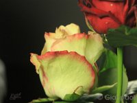 gian paolo4 macro
